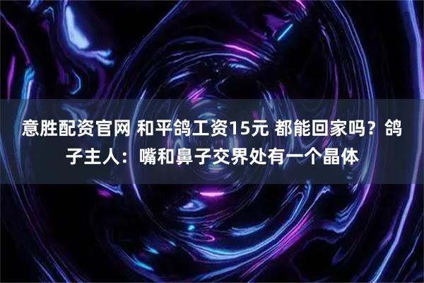 意胜配资官网 和平鸽工资15元 都能回家吗？鸽子主人：嘴和鼻子交界处有一个晶体